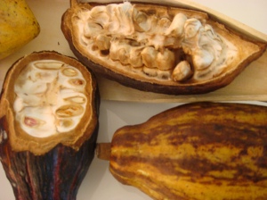 Artisan du Chocolat Cacao Pods